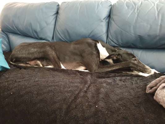 Windhunde - Treffen der besonderen Schönheiten
HERZLICH WILLKOMMEN-Beitrag-Bild