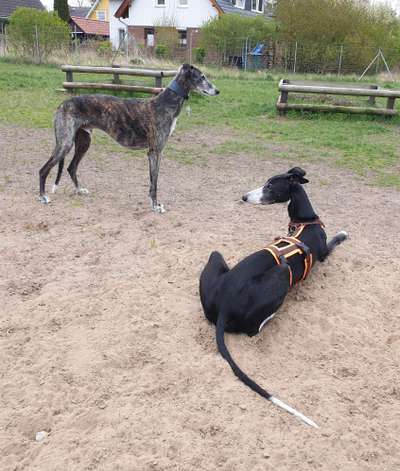 Windhundtreffen - PLZ-Beitrag-Bild