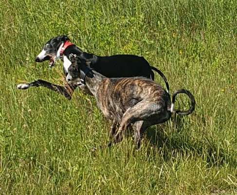 Spieltrieb ;)-Beitrag-Bild