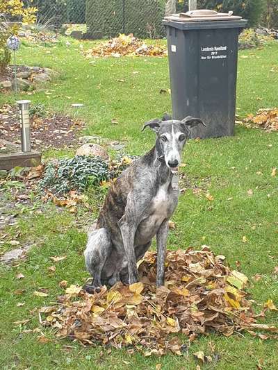 Fotochallenge Nr 55  -  Hund im November--Beitrag-Bild