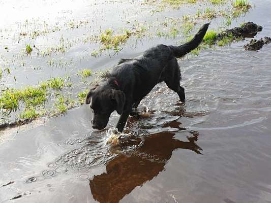 Fotochallenge Nr 55  -  Hund im November--Beitrag-Bild