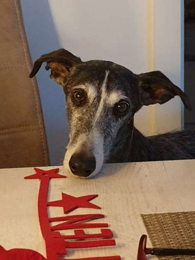 Dogorama Photo Challenge - Hundeblick zum hinschmelzen-Beitrag-Bild