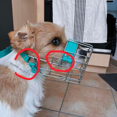 Wie sitzt mein Maulkorb / Maulkorb-Beratung-Beitrag-Bild