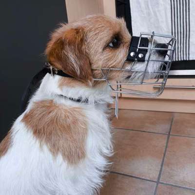 Wie sitzt mein Maulkorb / Maulkorb-Beratung-Beitrag-Bild