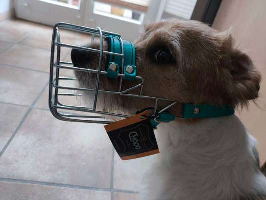 Wie sitzt mein Maulkorb / Maulkorb-Beratung-Beitrag-Bild