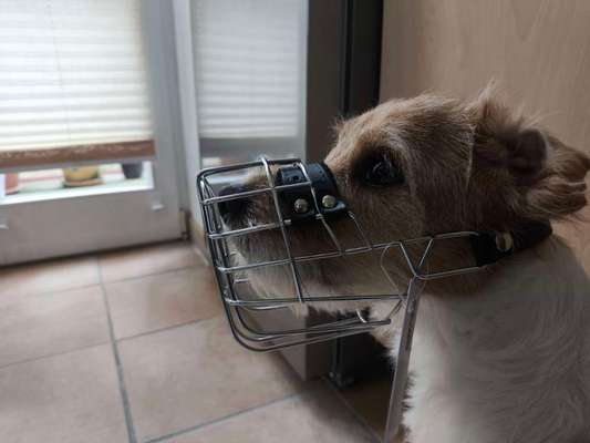 Wie sitzt mein Maulkorb / Maulkorb-Beratung-Beitrag-Bild