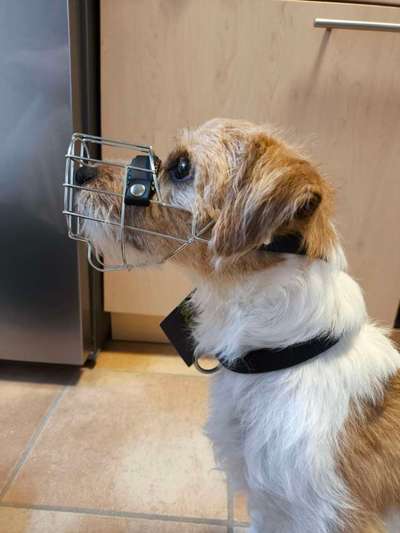 Wie sitzt mein Maulkorb / Maulkorb-Beratung-Beitrag-Bild