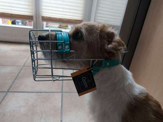 Wie sitzt mein Maulkorb / Maulkorb-Beratung-Beitrag-Bild