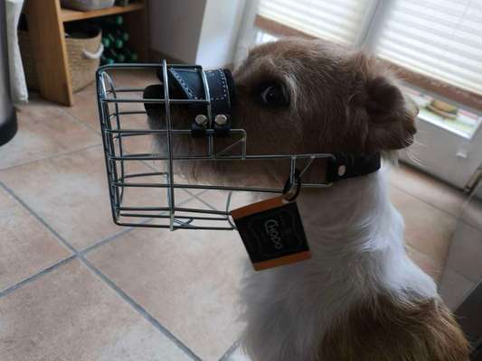 Wie sitzt mein Maulkorb / Maulkorb-Beratung-Beitrag-Bild