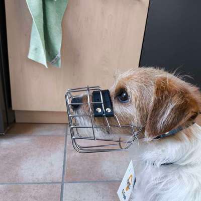 Wie sitzt mein Maulkorb / Maulkorb-Beratung-Beitrag-Bild