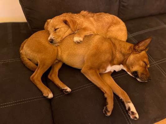 Auslandstierschutz-Beitrag-Bild