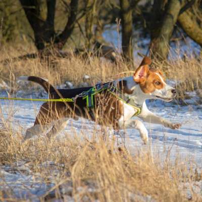 Giftköder-Mantrailing-Bild