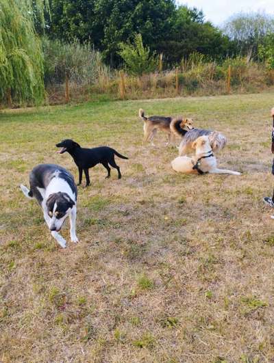 Hundeauslaufgebiet-Hundespielplatz Sabine Kittler-Bild