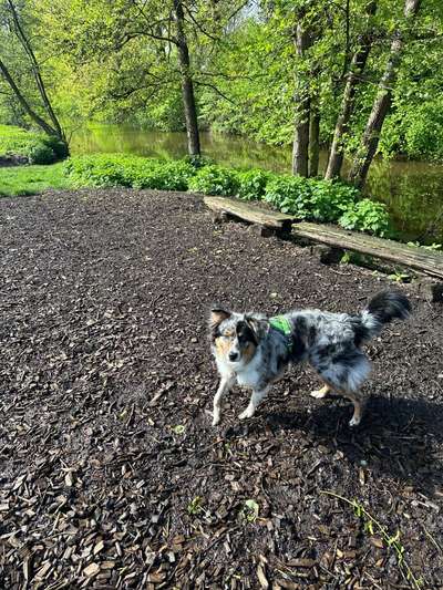 Hundeauslaufgebiet-Wiedenbrück Flora-Westfalica, Schlosspark-Bild