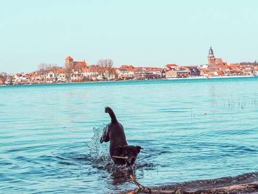 Dogorama-Monats-Challenge-Mai "Wasser"-Beitrag-Bild