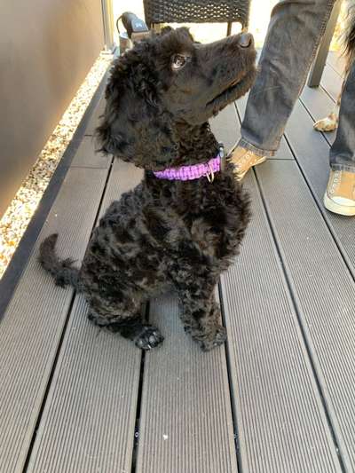 Alles rund um den Pudel-Beitrag-Bild