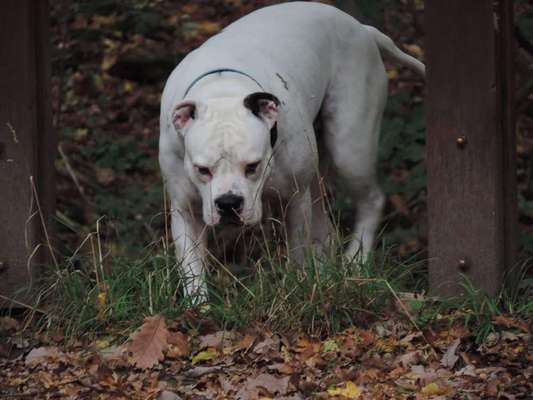 Hund steht schwer auf!-Beitrag-Bild