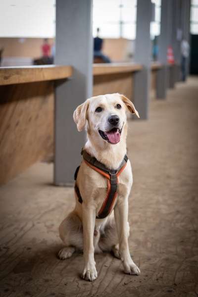 Hundetreffen-Buddy zum toben gesucht-Bild