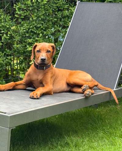Rhodesian Ridgeback-Beitrag-Bild