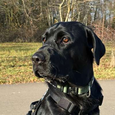Hundetreffen-Pubertier sucht Freunde und Trainingspartner