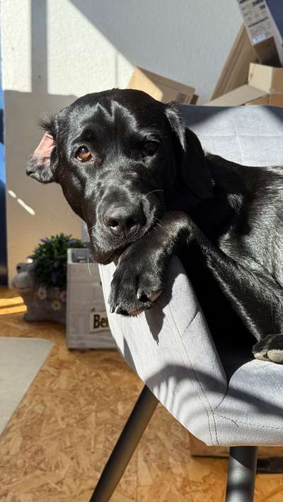 aktuelles Foto Gruppe Problem Hunde  (verhalten) austausch