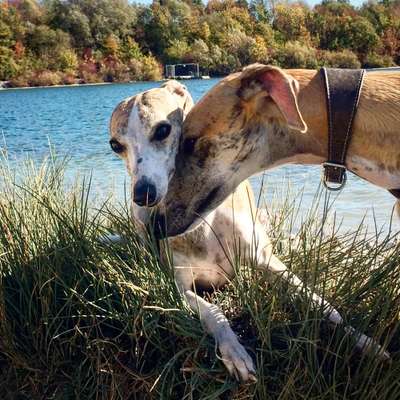 Die Dogorama Kalender Challenge Titelbild-Beitrag-Bild