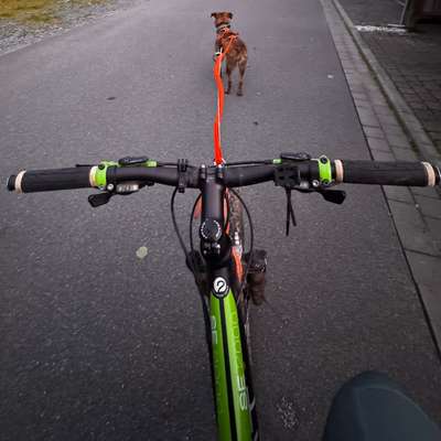 Hundetreffen-Bikejöring/Dogscooting Trainingspartner gesucht-Bild