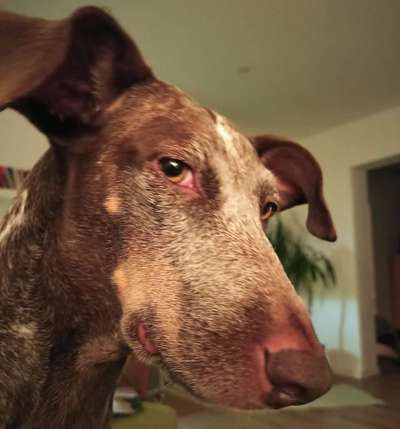 Dogorama Photo Challenge - Hundeblick zum hinschmelzen-Beitrag-Bild