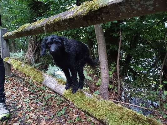 Tierische Überraschung-Beitrag-Bild