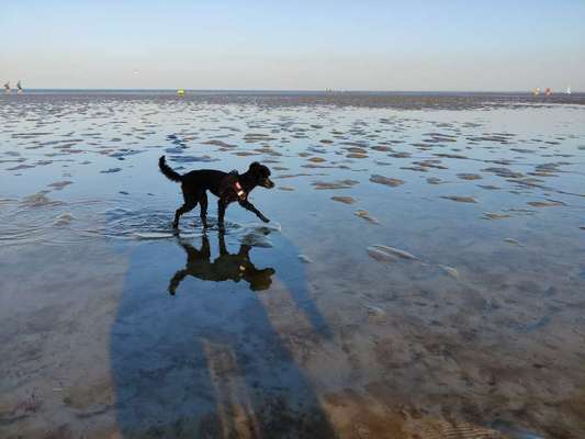 Zeigt mal die schönsten Bilder von euren Hunden !-Beitrag-Bild