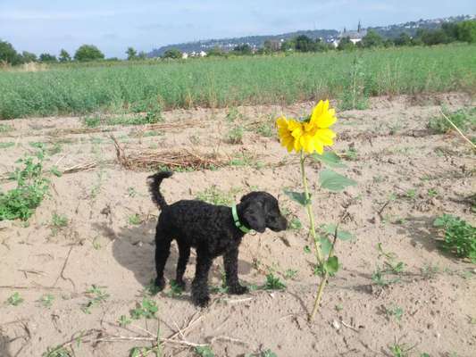 Die Dogorama Monats Challenge "Es grünt und blüht"-Beitrag-Bild