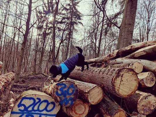 Gassirunden gestalten-Beitrag-Bild