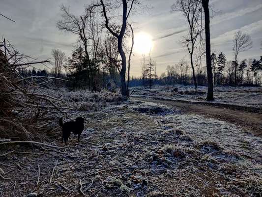 Zeigt mal die schönsten Bilder von euren Hunden !-Beitrag-Bild