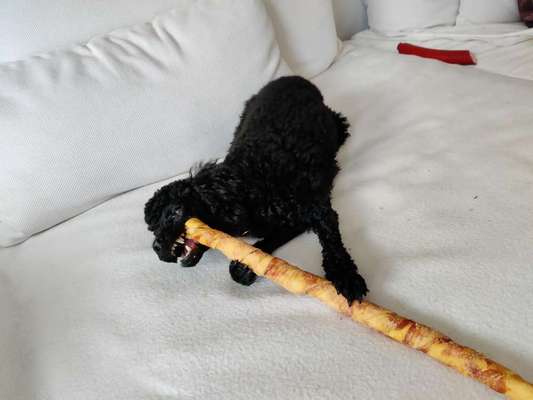 Fotochallenge Guten Appetit! Dein Hund beim futtern-Beitrag-Bild