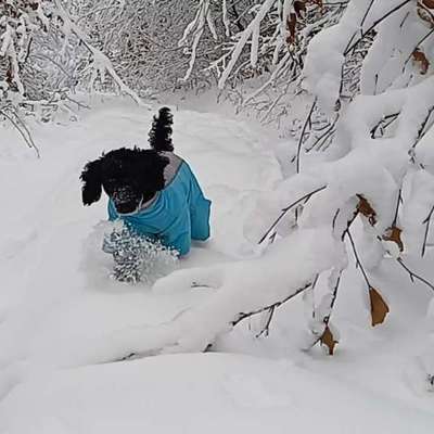 Impulskontrollübung 67: Laufbilder mit dem Hund 📸-Beitrag-Bild