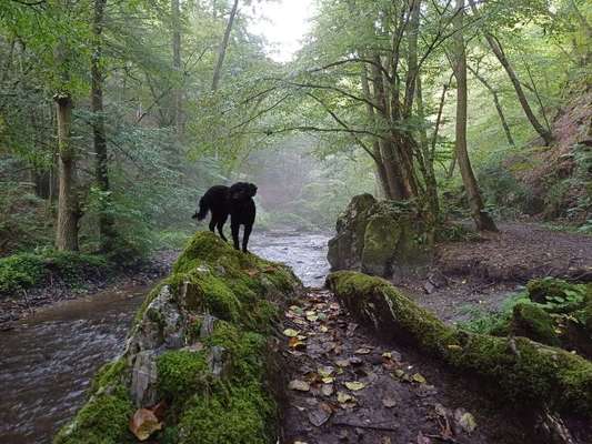 Foto -Challenge  Thema : Dein Hund Im Wald-Beitrag-Bild