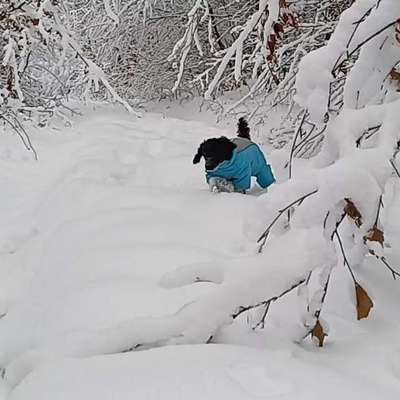Impulskontrollübung 67: Laufbilder mit dem Hund 📸-Beitrag-Bild