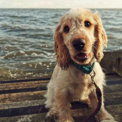 Hundetreffen-Gassirunde am Meer-Bild