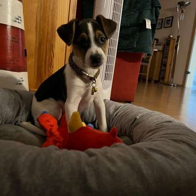 Dansky (Dansk-Svensk Gårdshund)-Beitrag-Bild