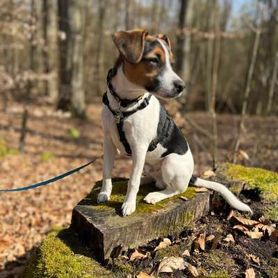 Dansky (Dansk-Svensk Gårdshund)-Beitrag-Bild