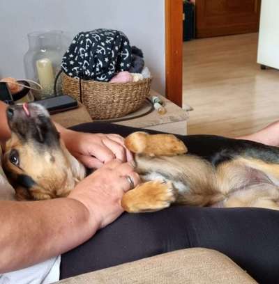 Dogorama Photo Challenge - lustigste Grimasse-Beitrag-Bild