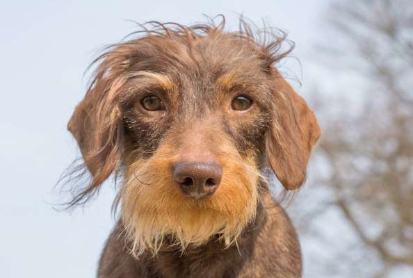 Welpen Bilder !-Beitrag-Bild