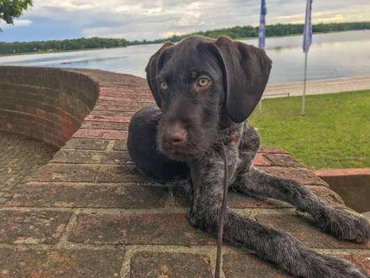 Welpen Bilder !-Beitrag-Bild