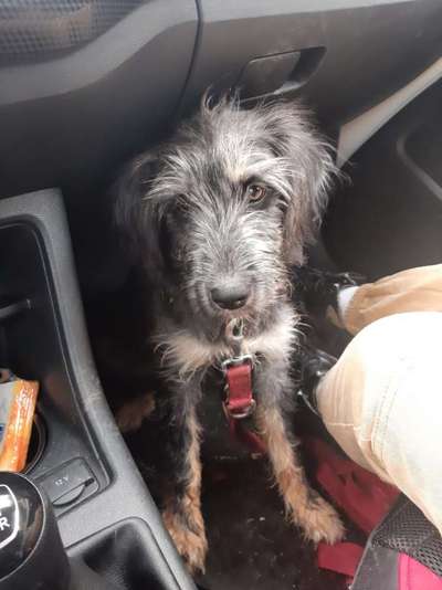 Mischlingshunde Foto Aufruf-Beitrag-Bild