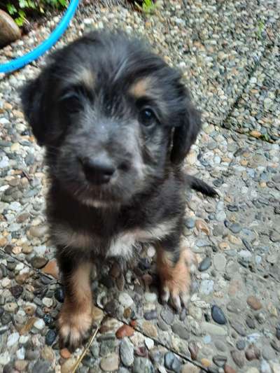 Welpen Bilder !-Beitrag-Bild