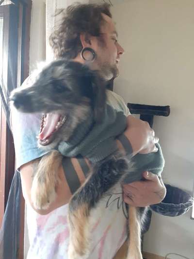 Mischlingshunde Foto Aufruf-Beitrag-Bild