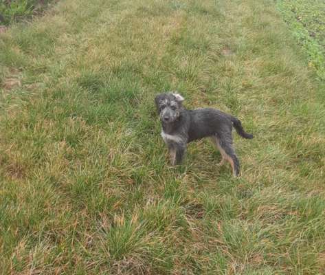 Mischlingshunde Foto Aufruf-Beitrag-Bild