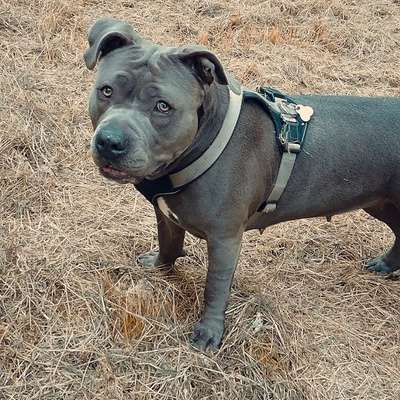 Hundetreffen-Spiel und Spaß Runde-Bild