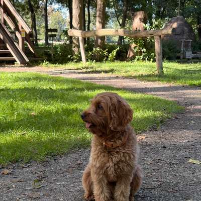 Hundetreffen-Social Walk-Bild