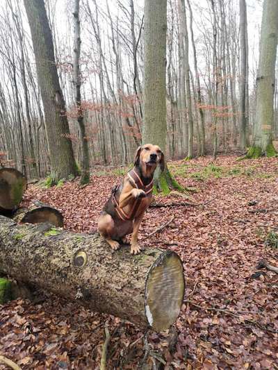 Hunde aus Griechenland-Beitrag-Bild